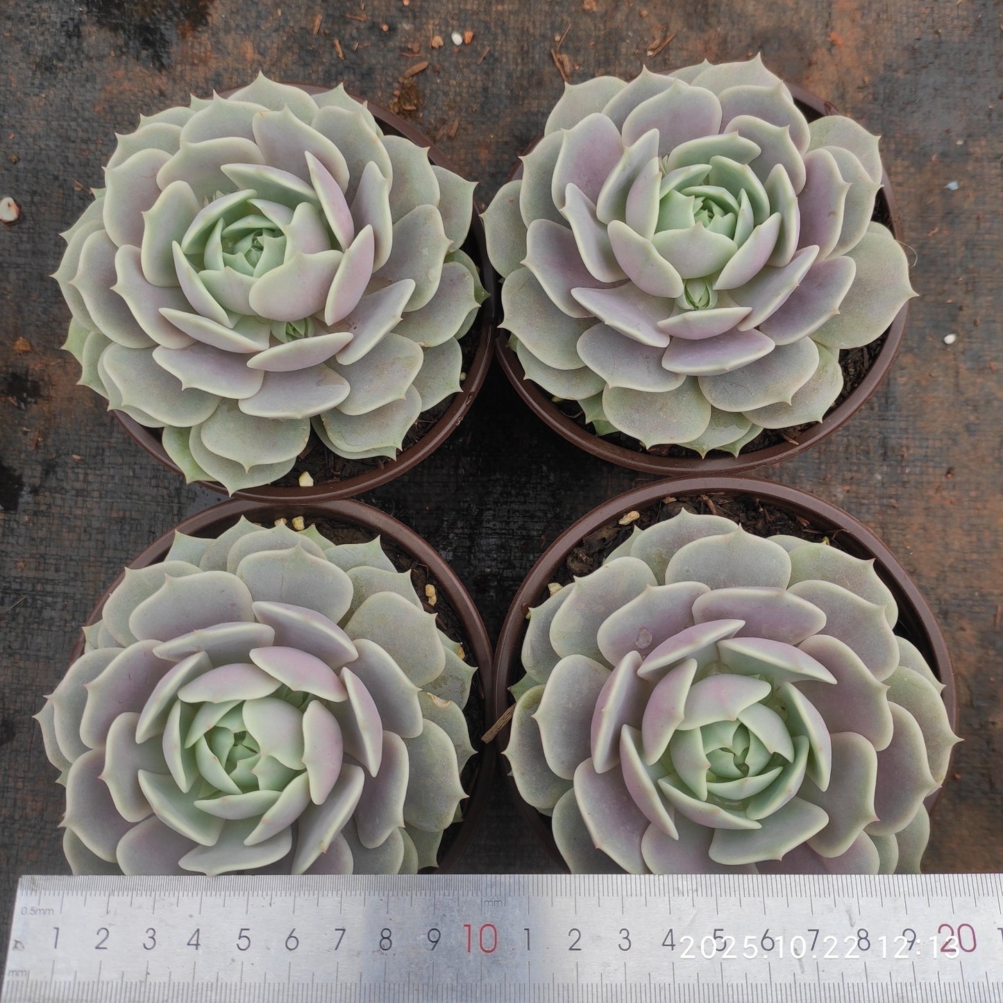 BC032 ローラ(12cm pot)