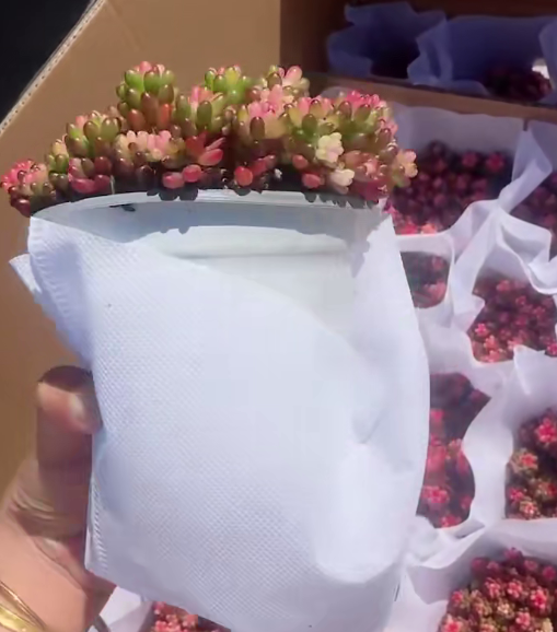 25802 ベリー薬錦