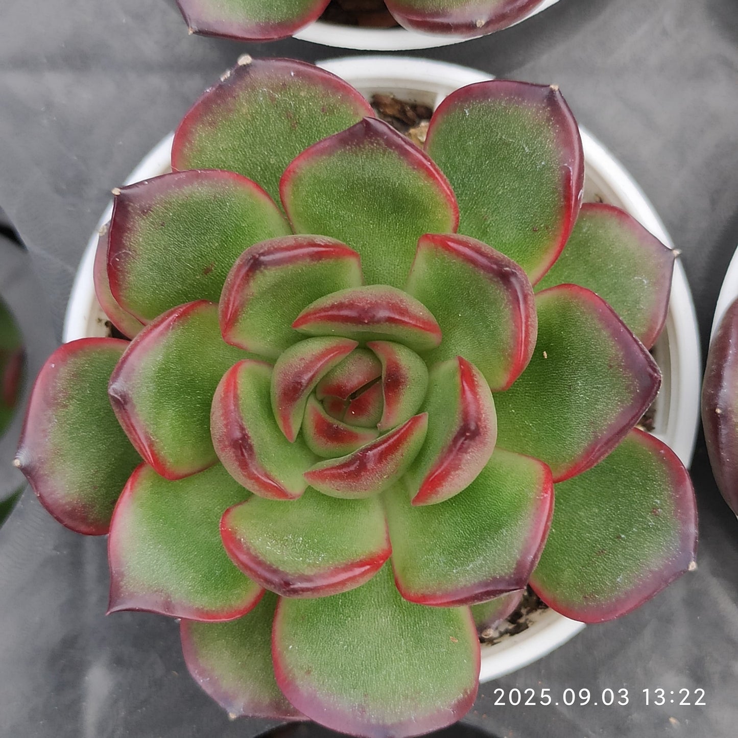 ZZA130 レッドモラン(5.5cm pot)