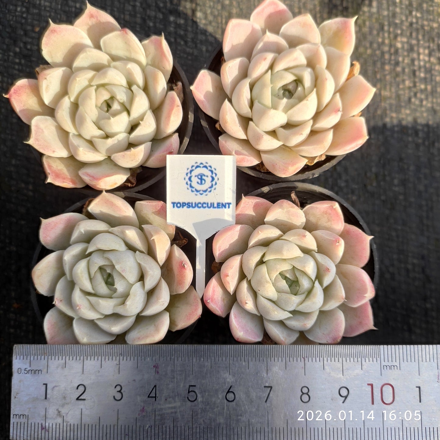 1733 ヒューミリス