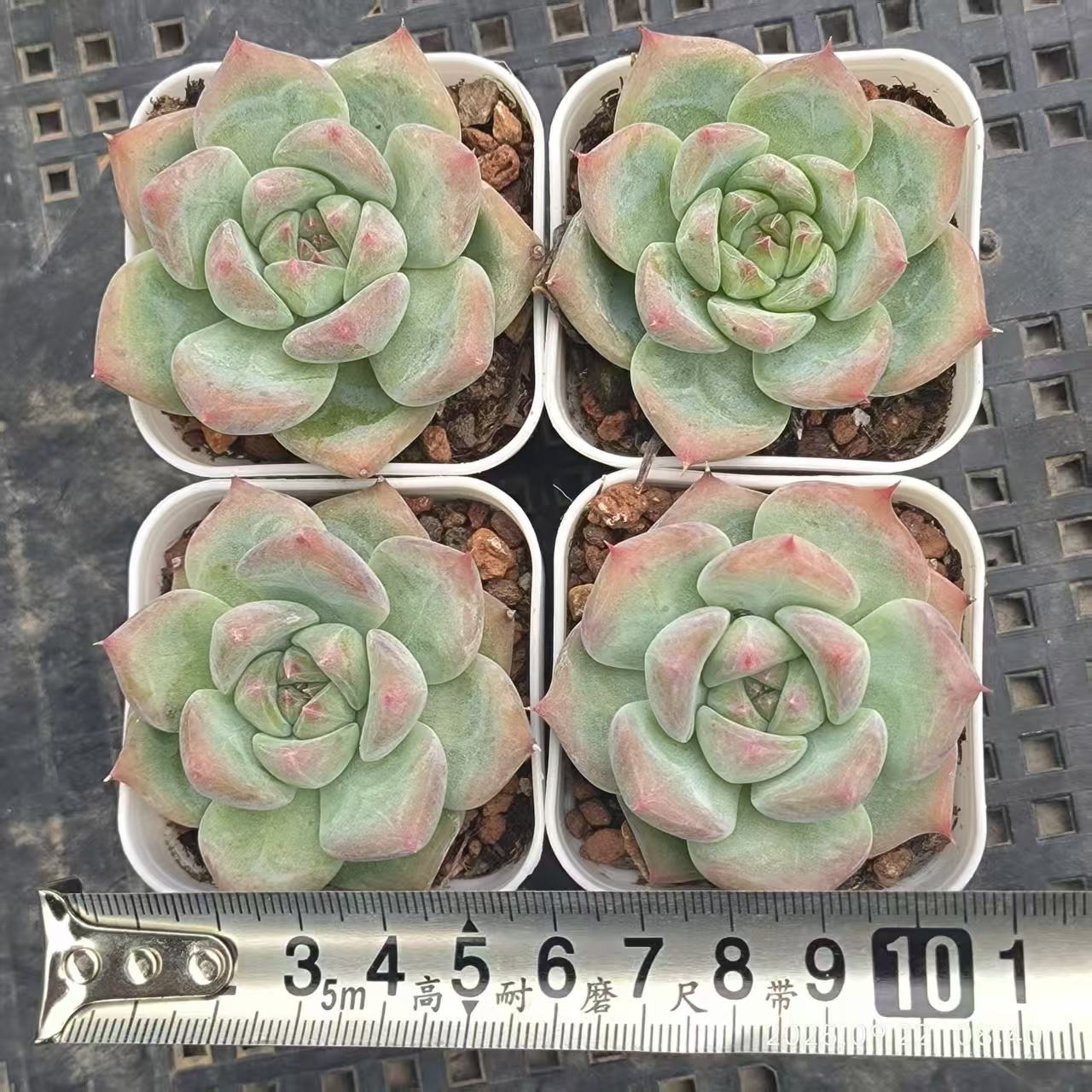 DDX110 アメジスチヌム Hyb(6.5cm pot)