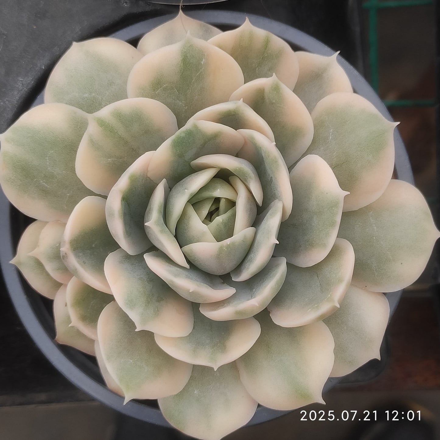 MMY873 オンスロー錦(9cm pot)