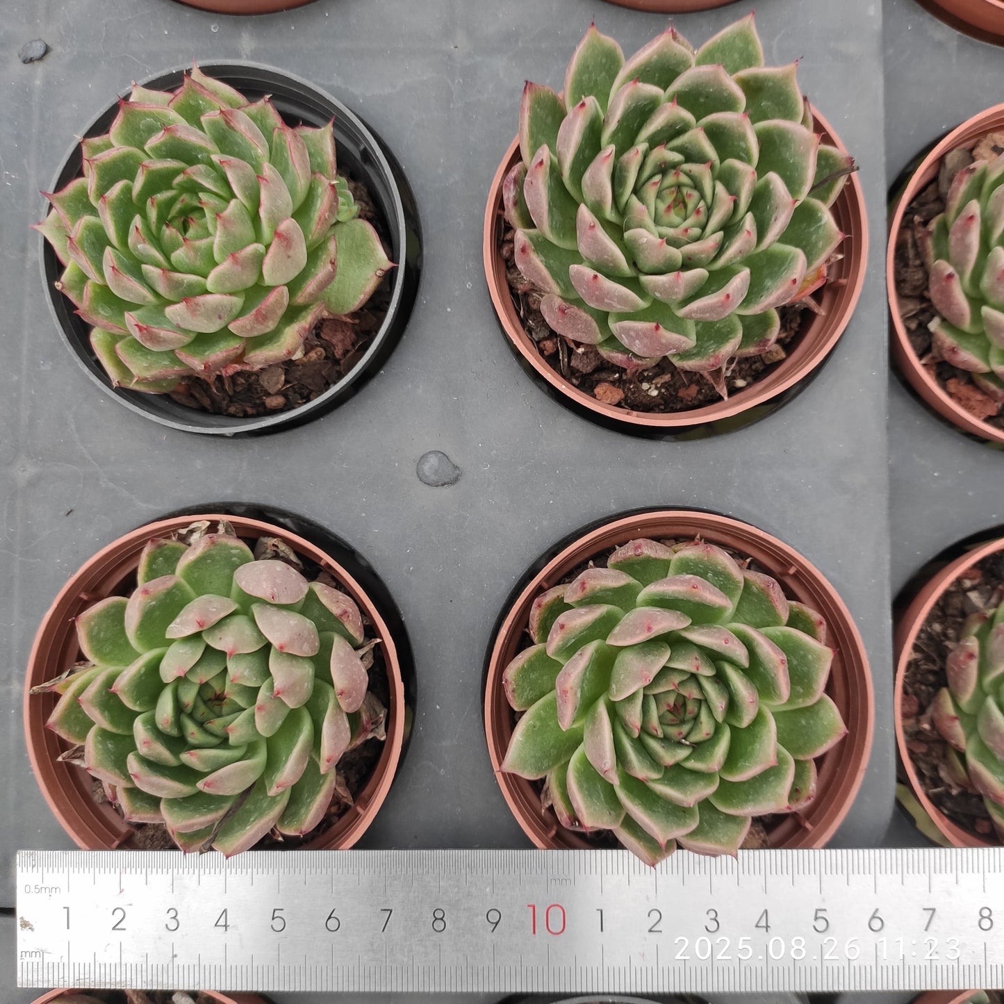 XY243 グリーンペッパー x アガボイデス(7cm pot)