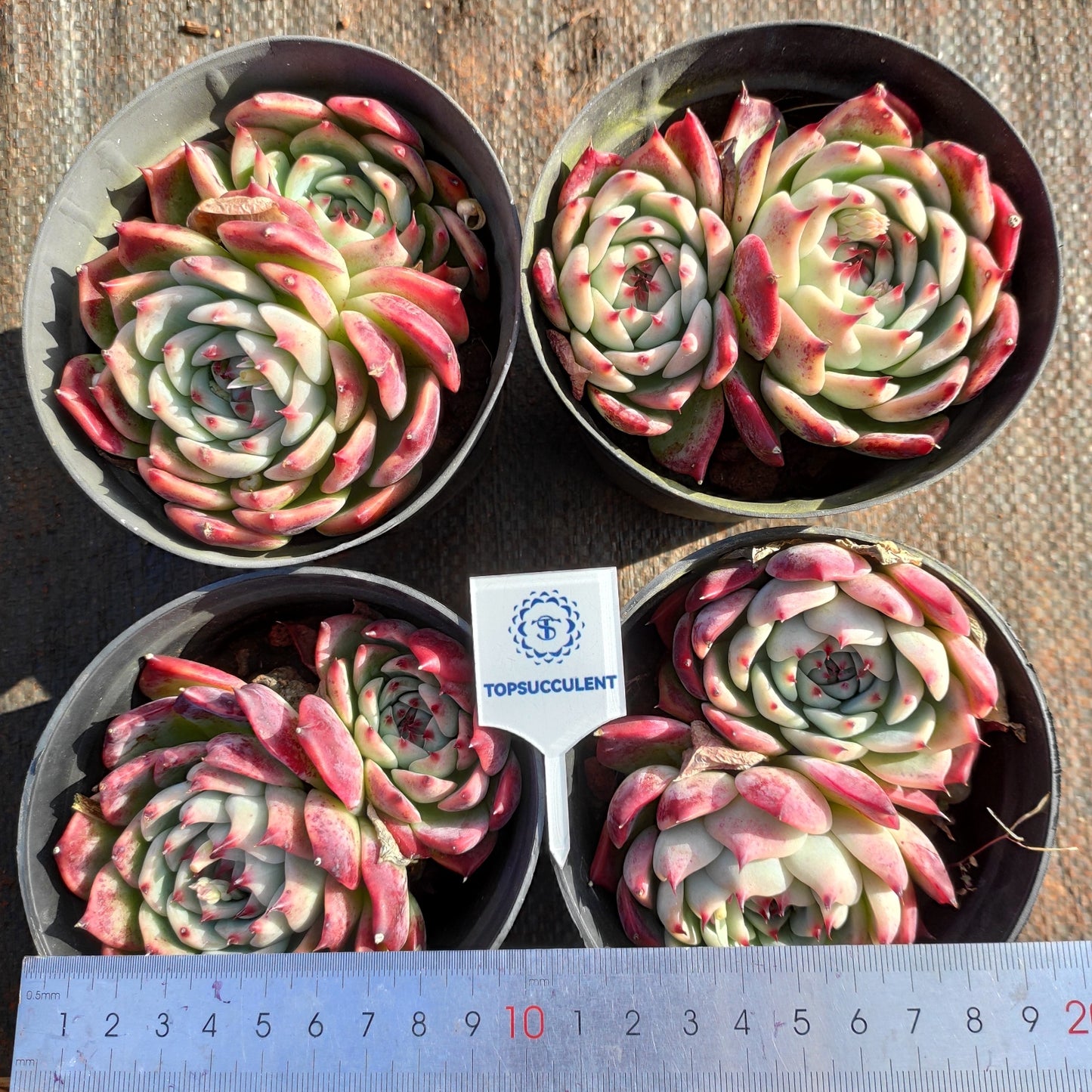 24503 チワワエンシス