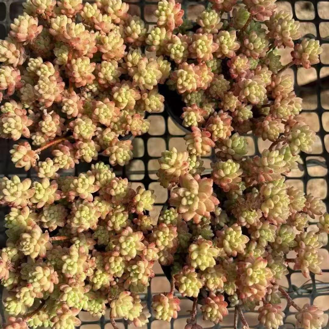 BL2024 レッドベリー Hyb(9cm pot)