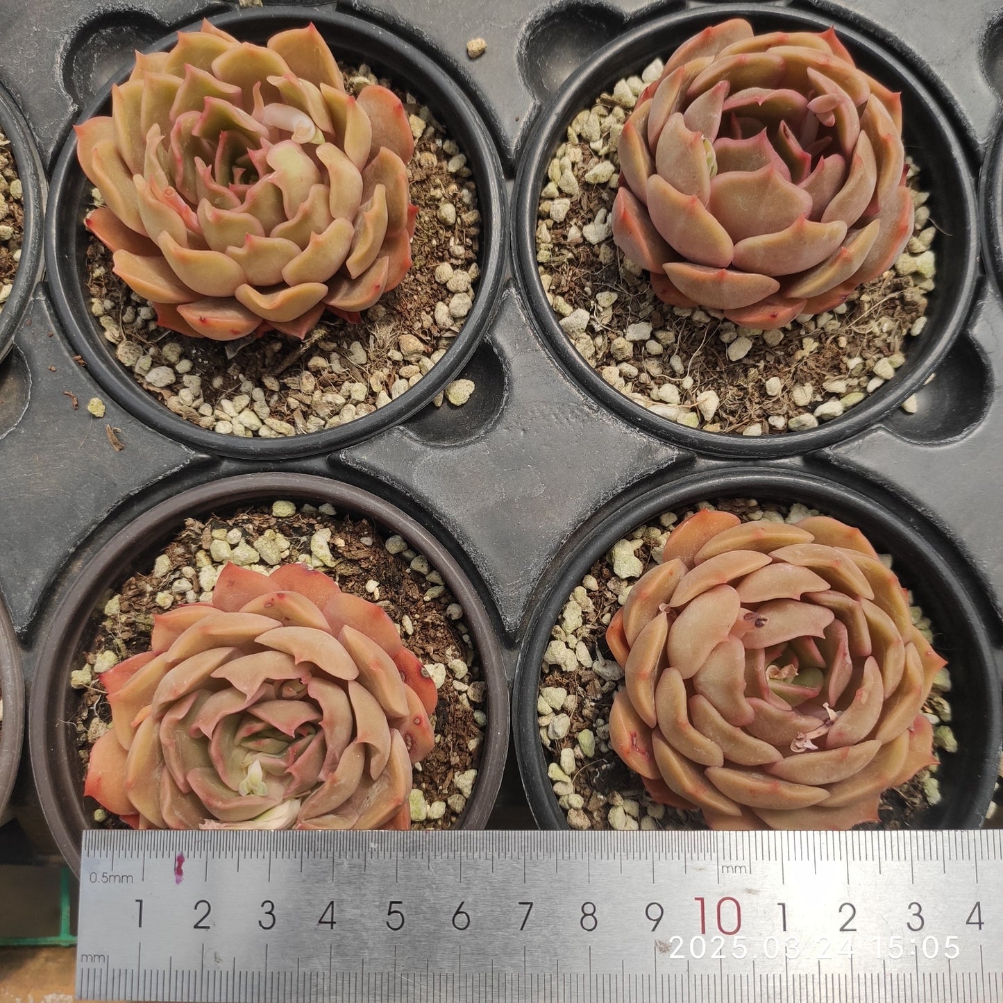 MMY1011 キス (9cm pot)