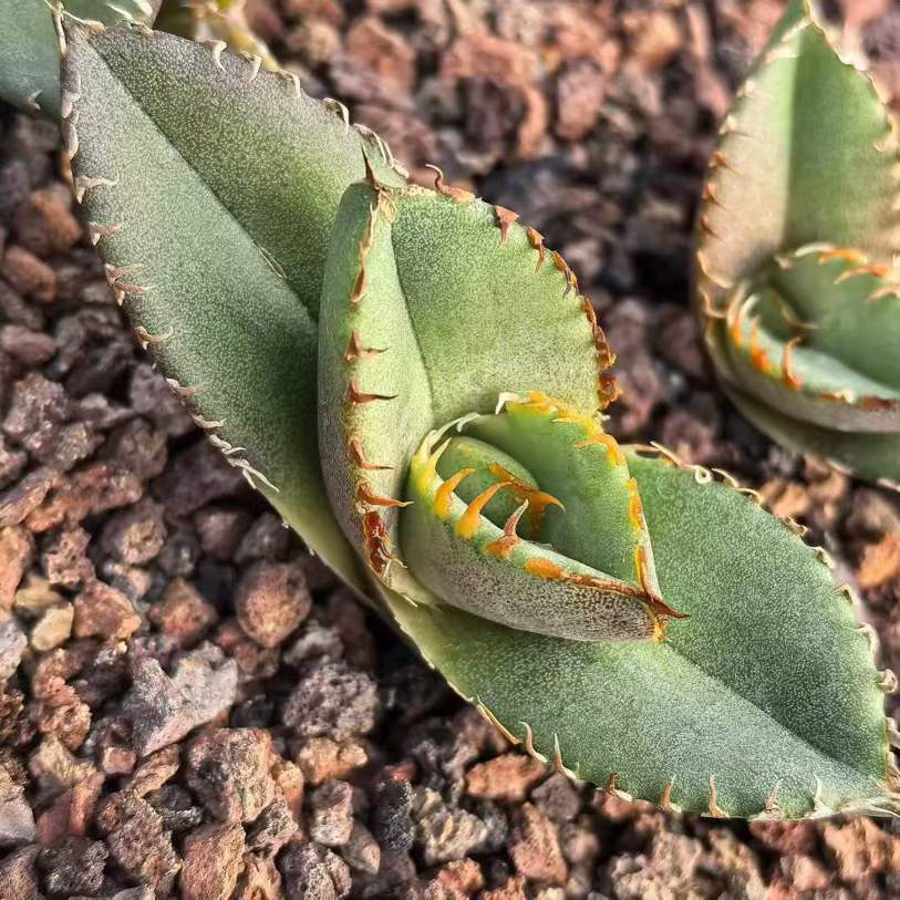 24290 アース ウォリア