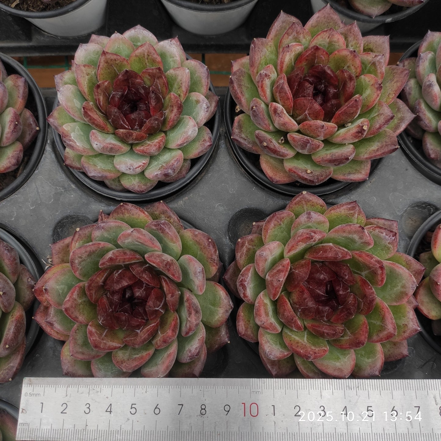 15427 ディープ フォレスト(9cm pot)