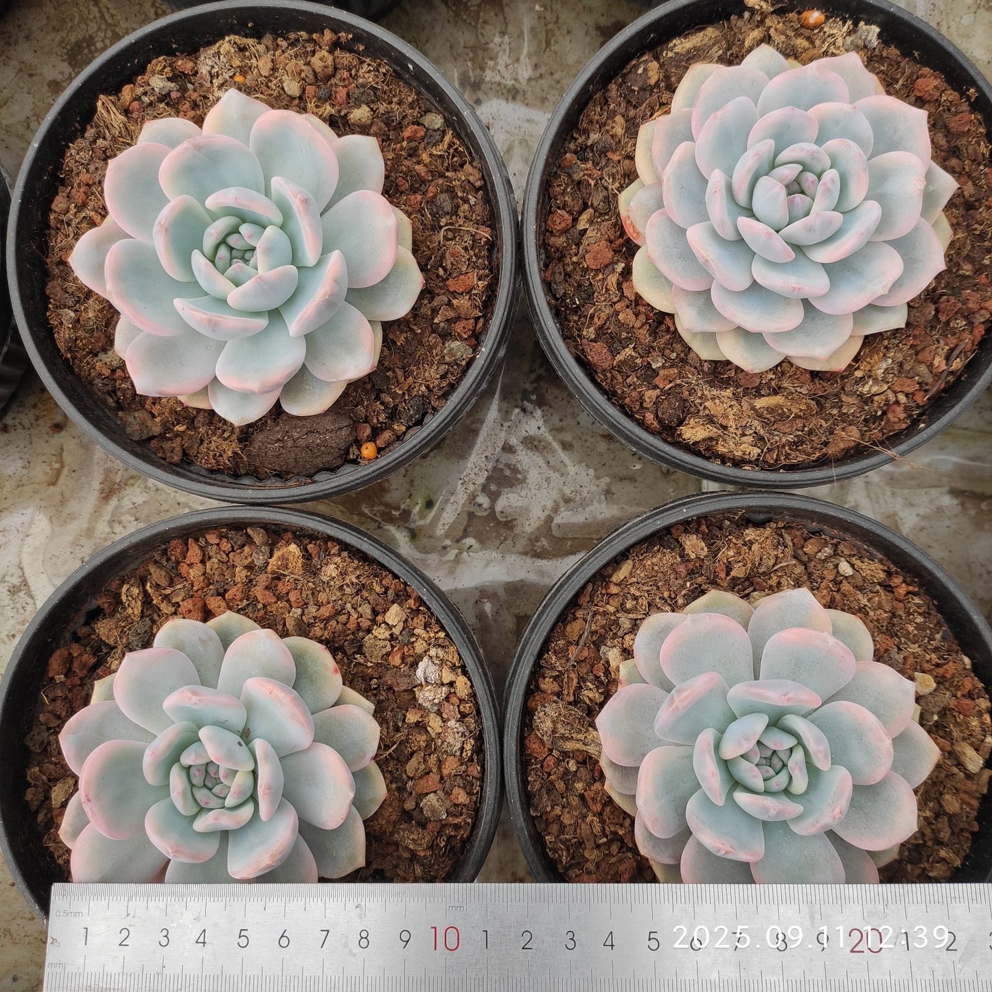 THH079 オレンジモンロー錦(15cm pot)