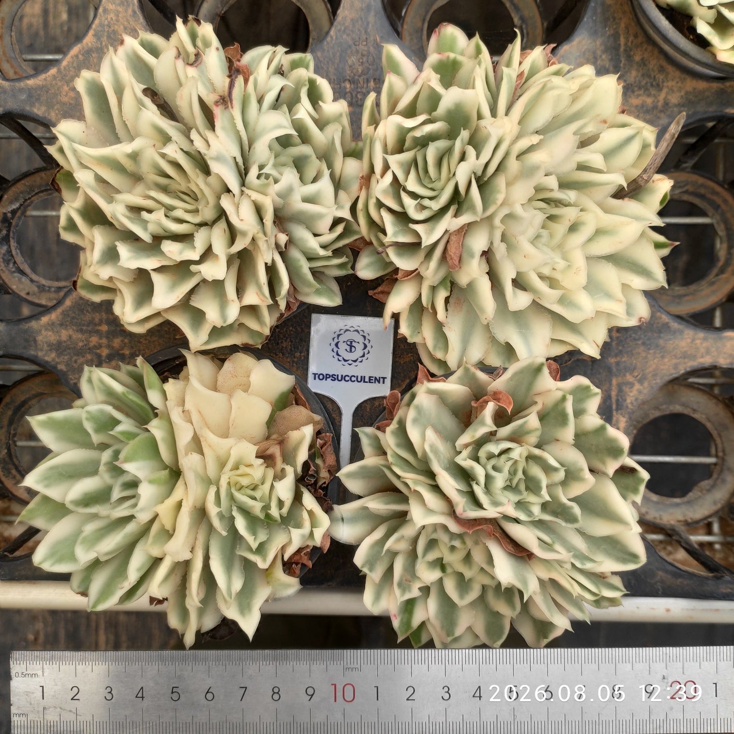 26990 パープル バタフライ錦