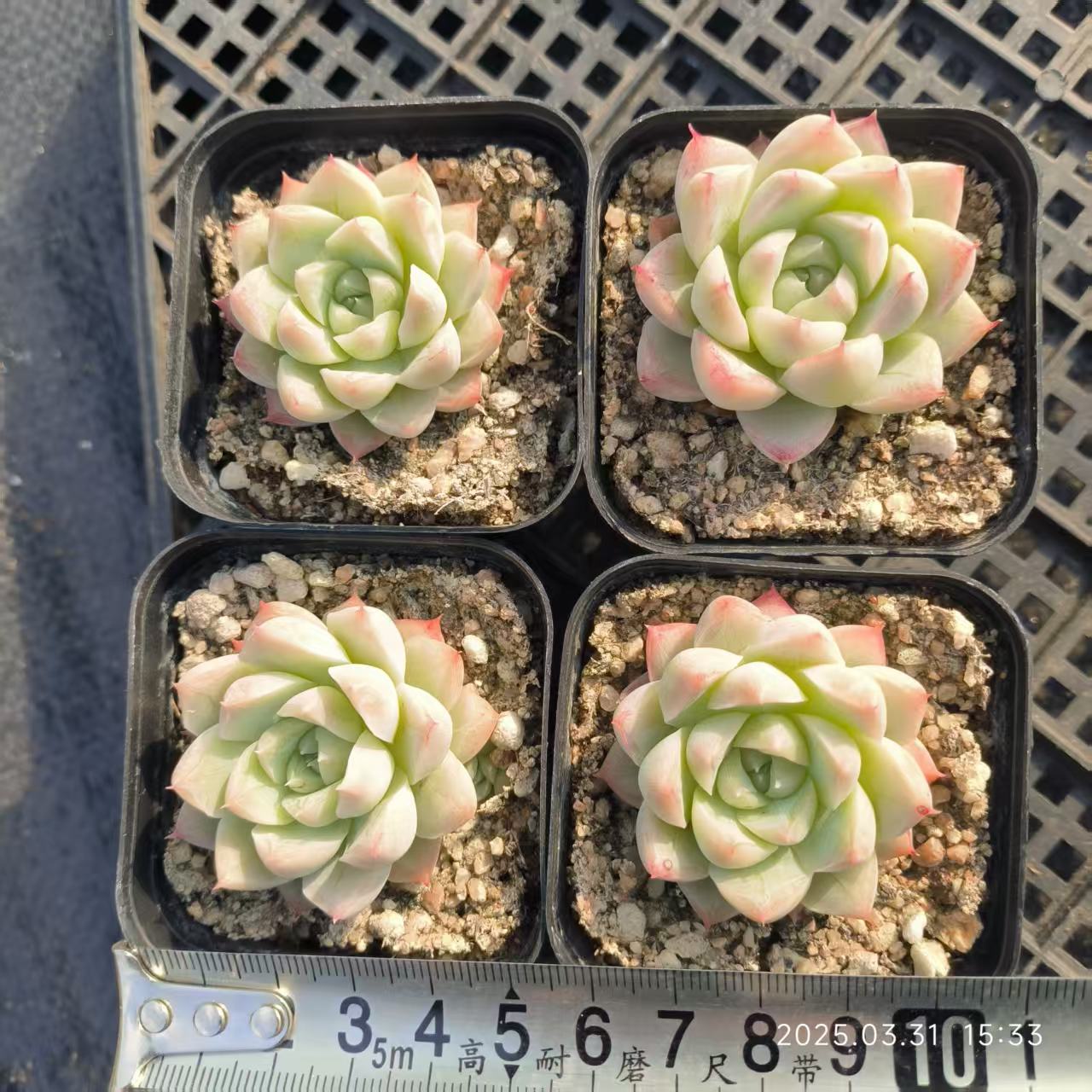 HH166 ワンダーランド(6.5cm pot)