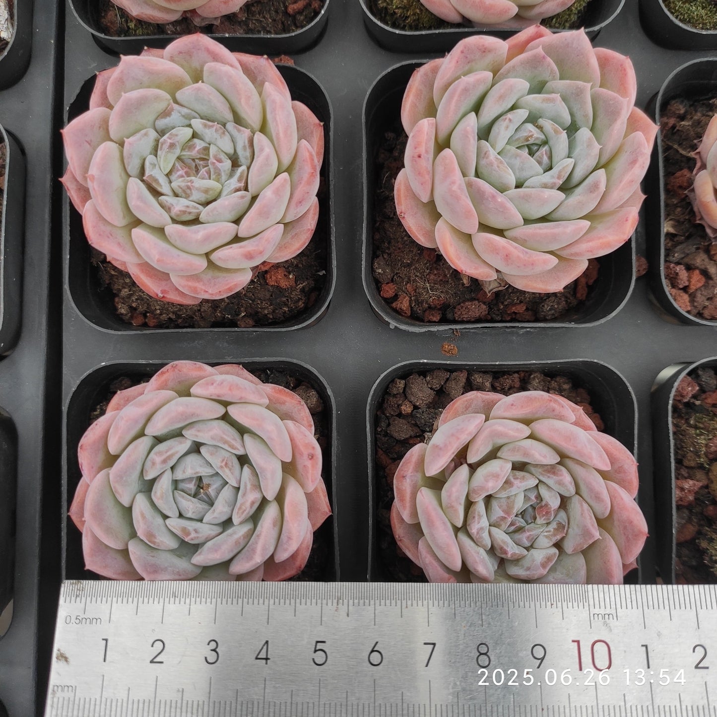 LMM354 エリー クィーン x ヘレナー(6.5cm pot)