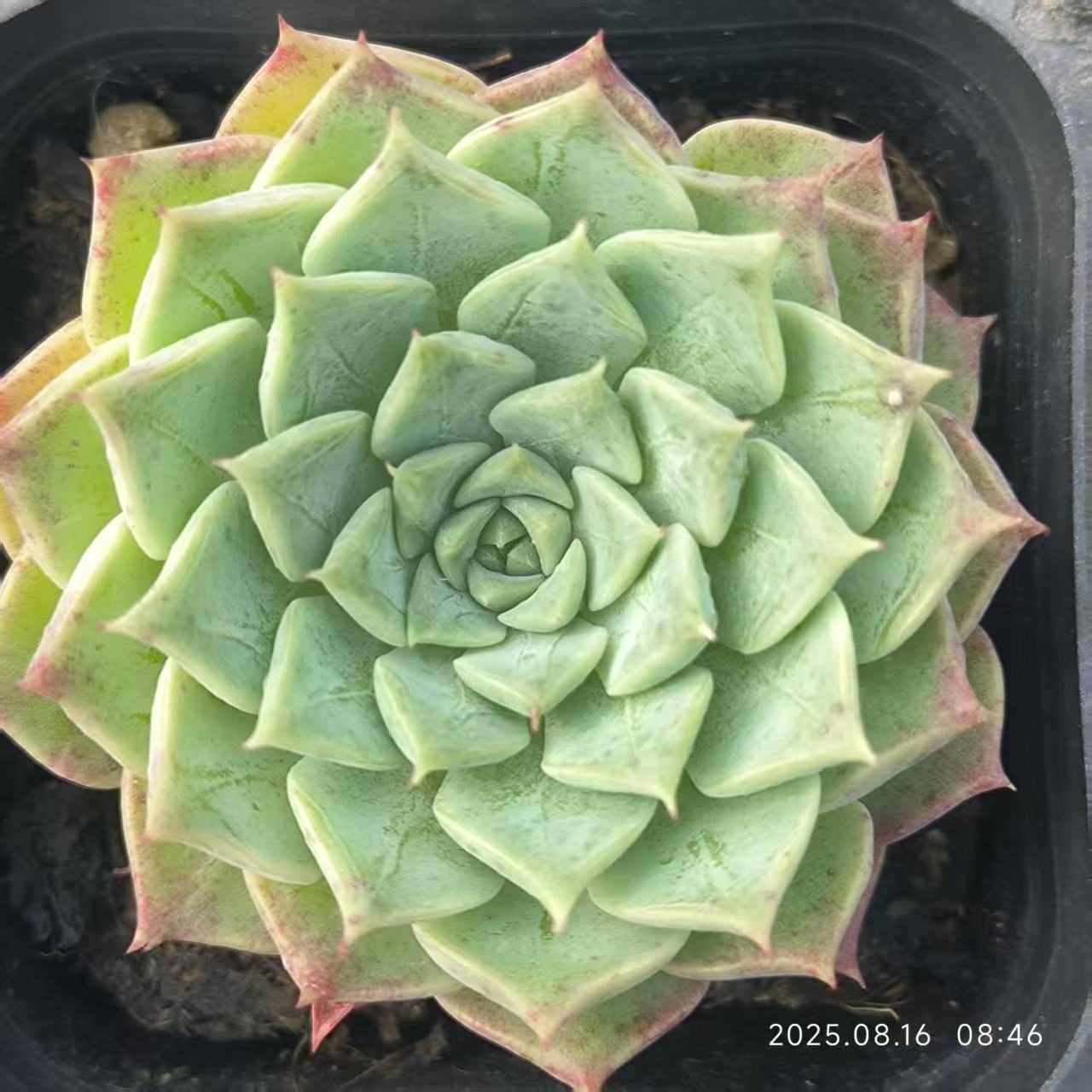 LG781 ラウンジ (6.5cm pot)