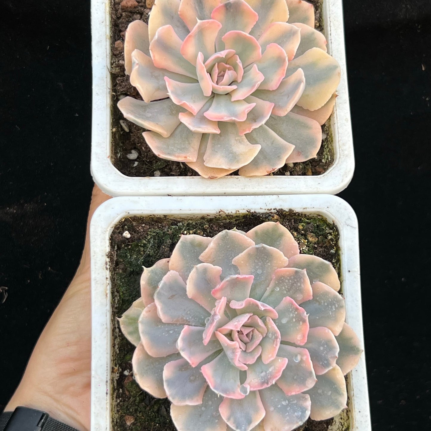 BL1465 リベリア錦(9cm pot)