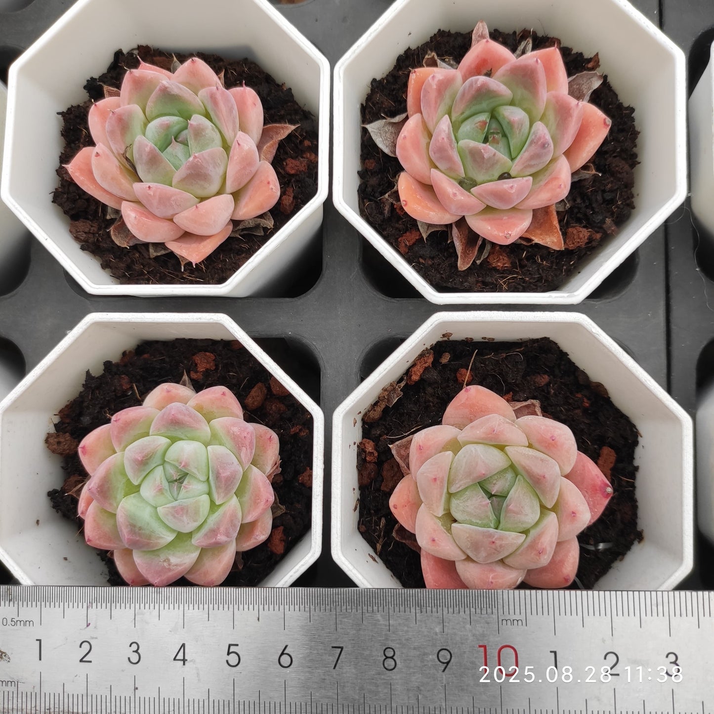YBB136 ドリームスーツ(7cm pot)