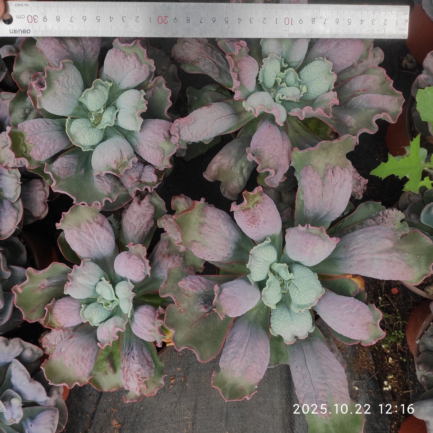 BC035 バロンボールド(18cm pot)