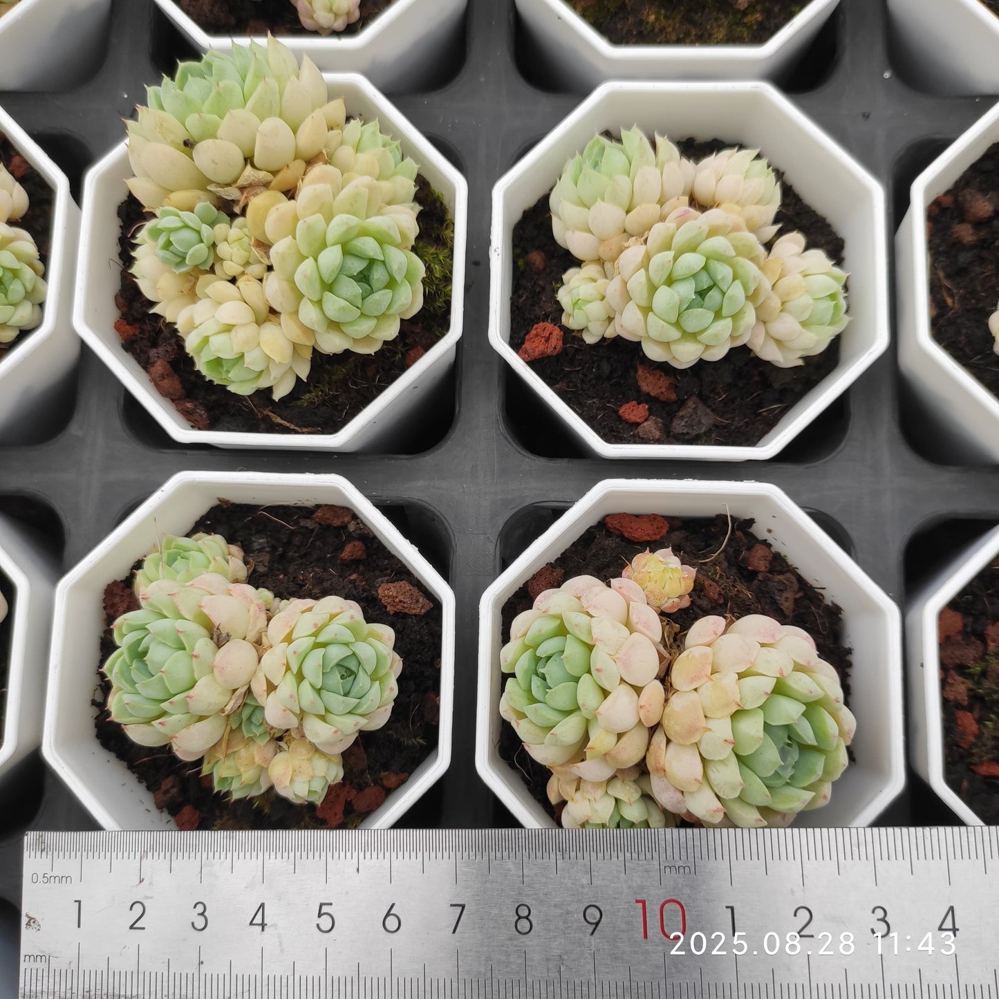 YBB287 ボールオブファット(7cm pot)