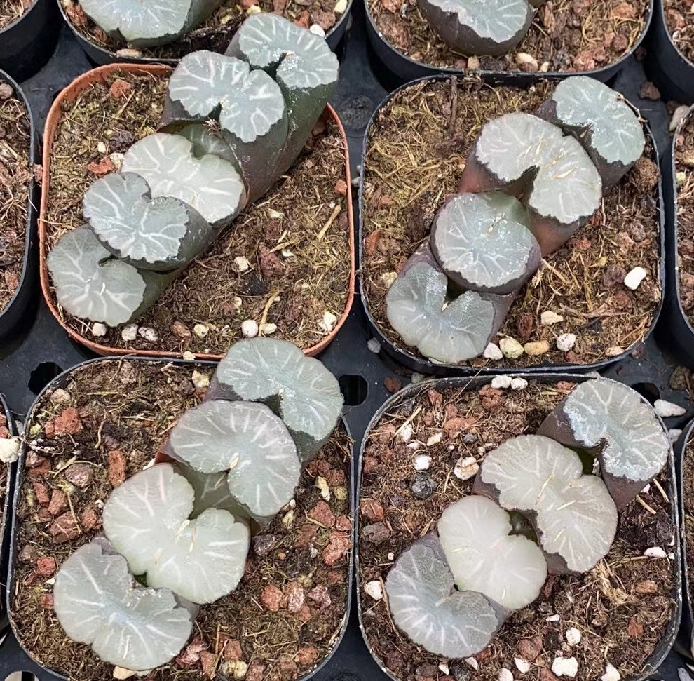 CS100 白亜八クア (7cm pot)