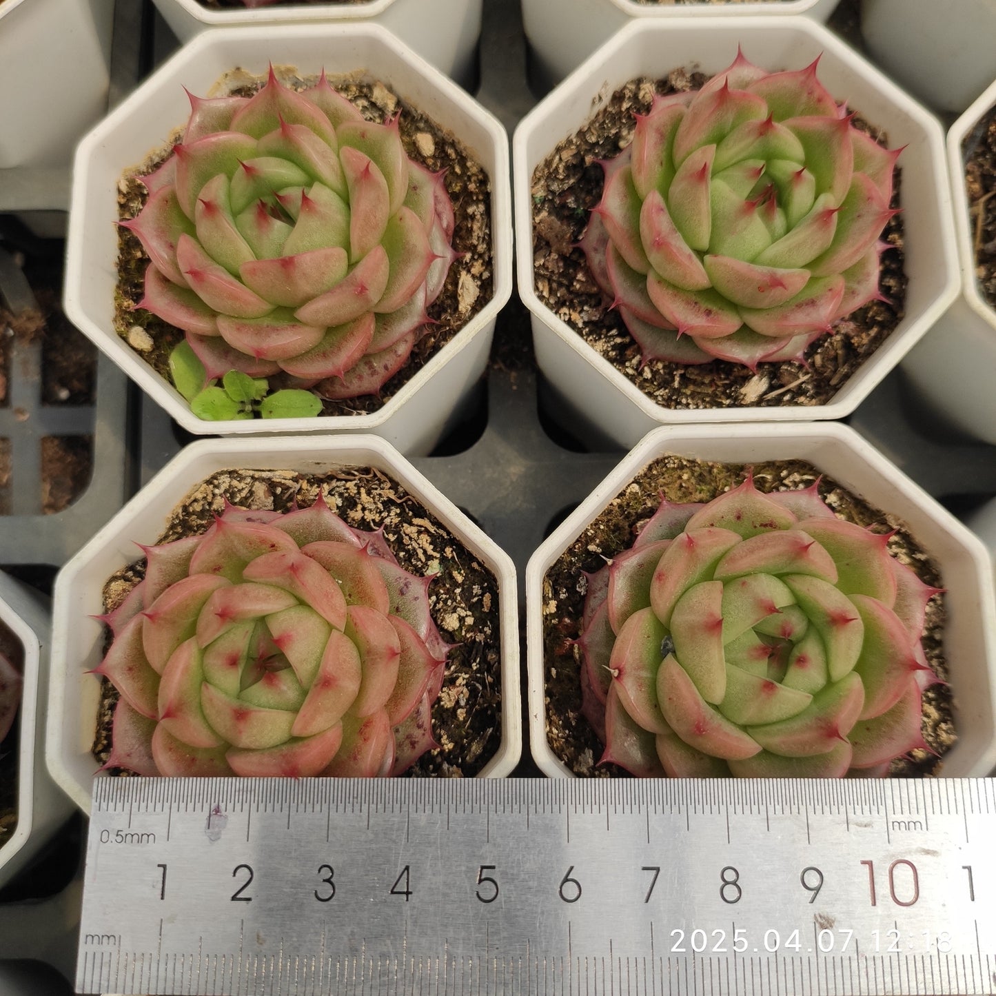 DQ097 ベラー アイラッシュ (7cm pot)