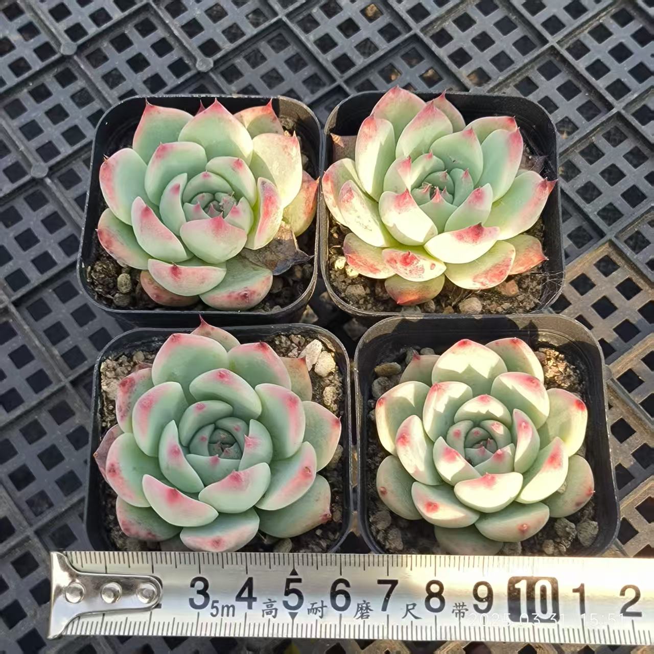 HH165 チワワエンシス(6.5cm pot)