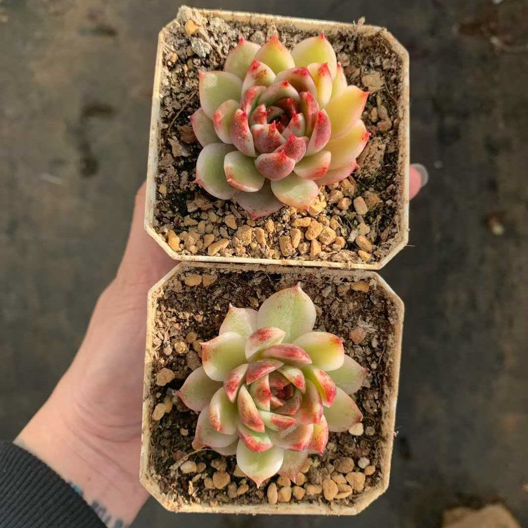 26229 スジョン錦