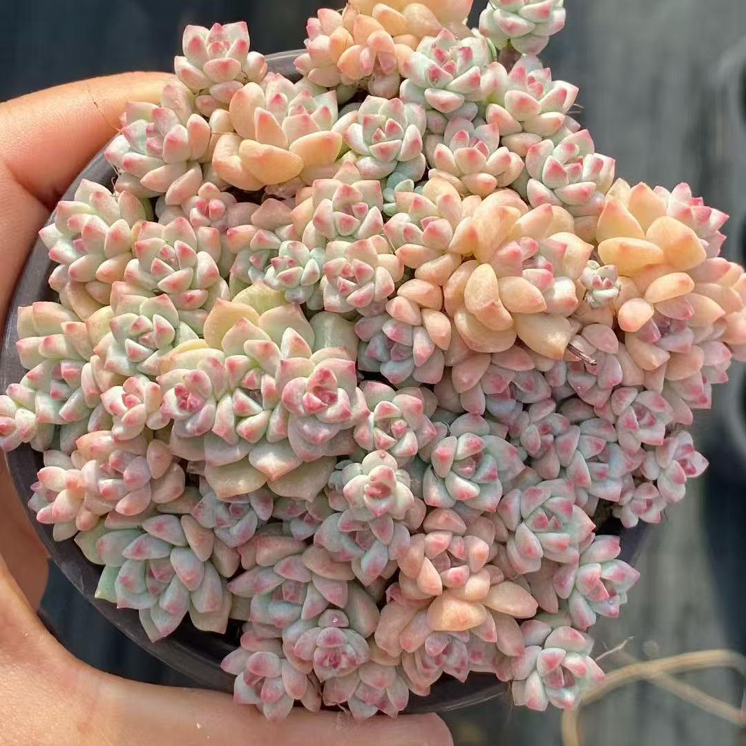 23206 キャラメルスプライト(9cm pot)