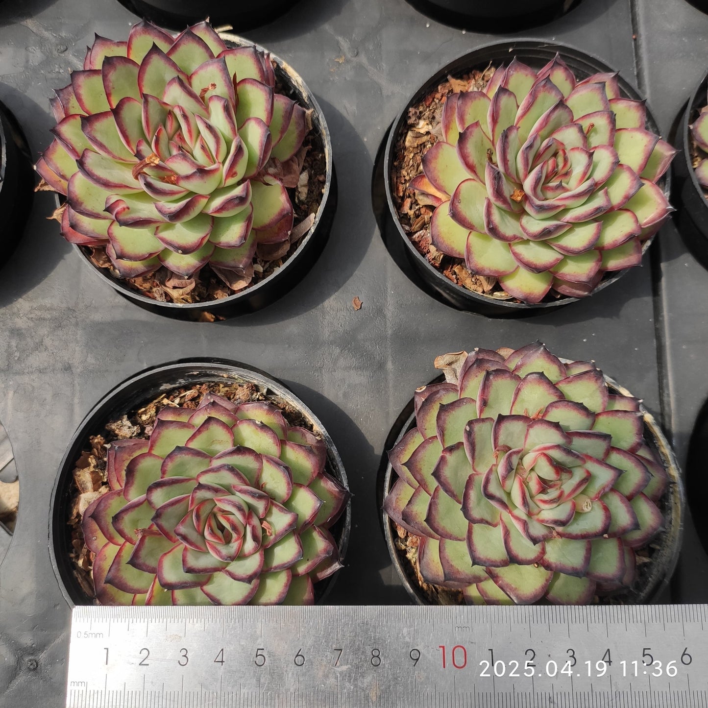 ZZA947 メキシコプリドニス(50cm pot)