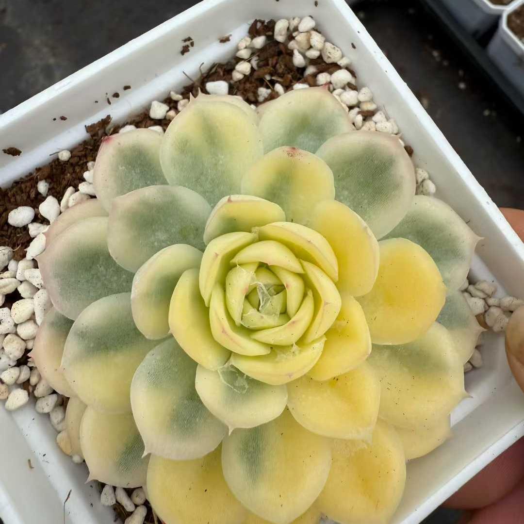 BL2155 ストロベリーアイス(10cm)