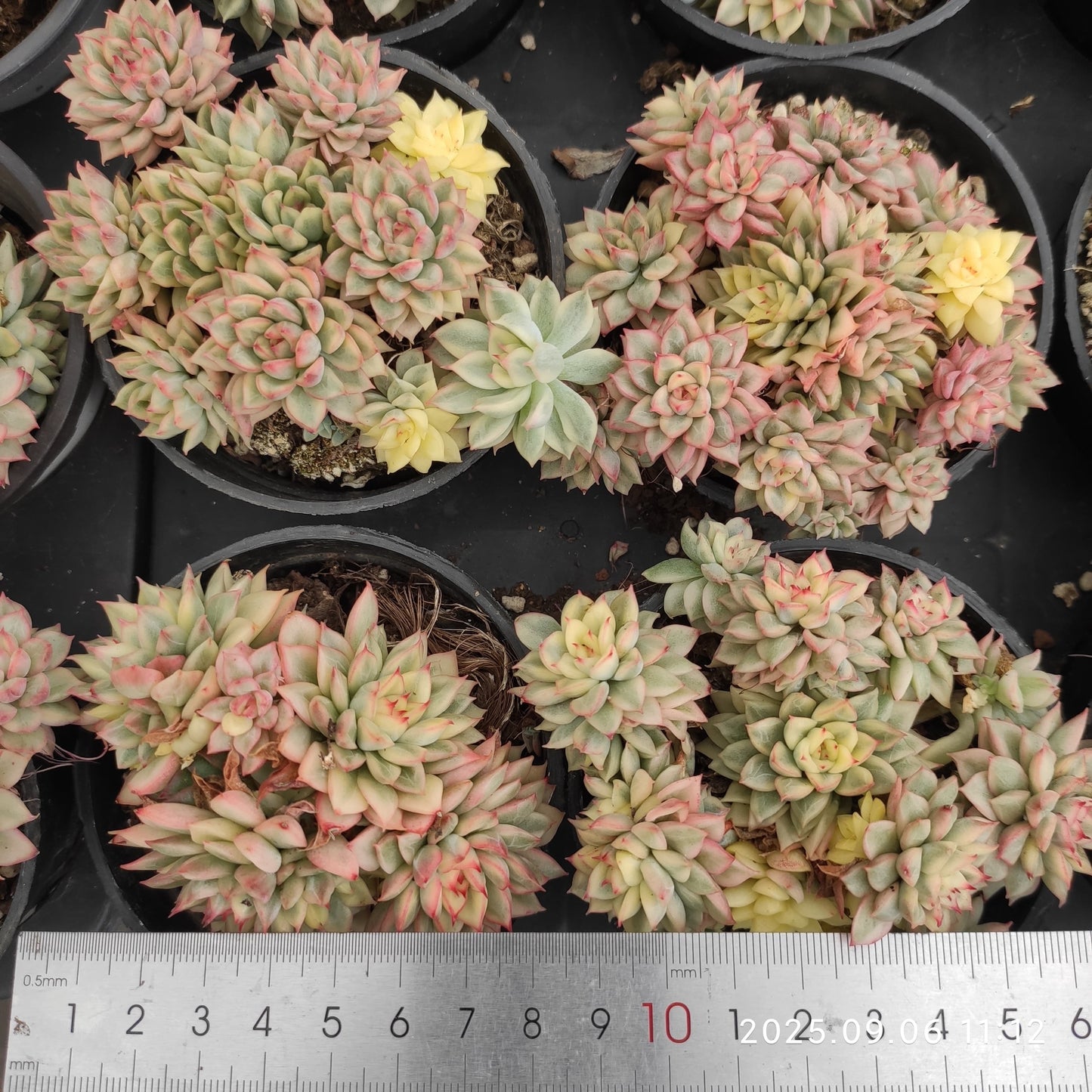 RC129 女雛錦(9cm pot)