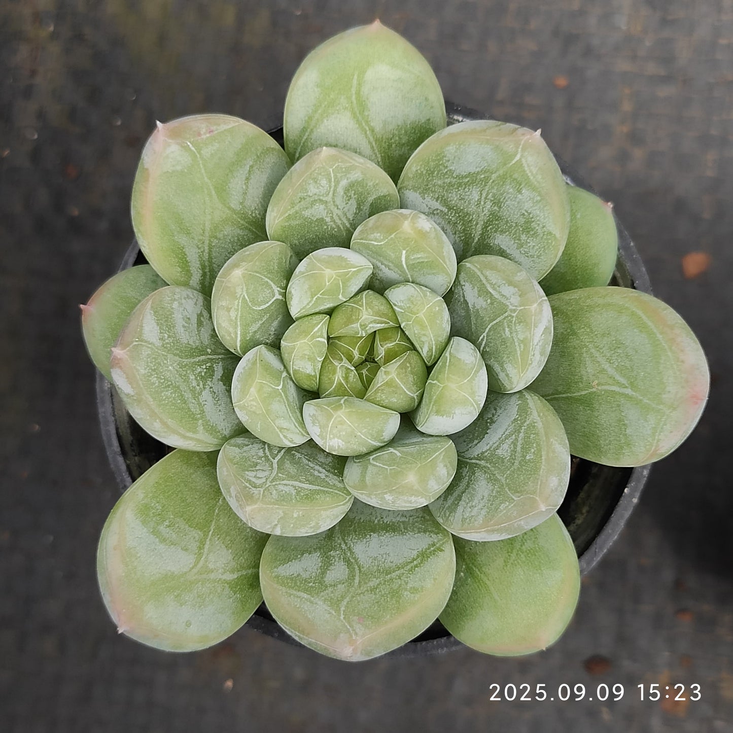 MMT462 アイスキャン(5.5cm pot)