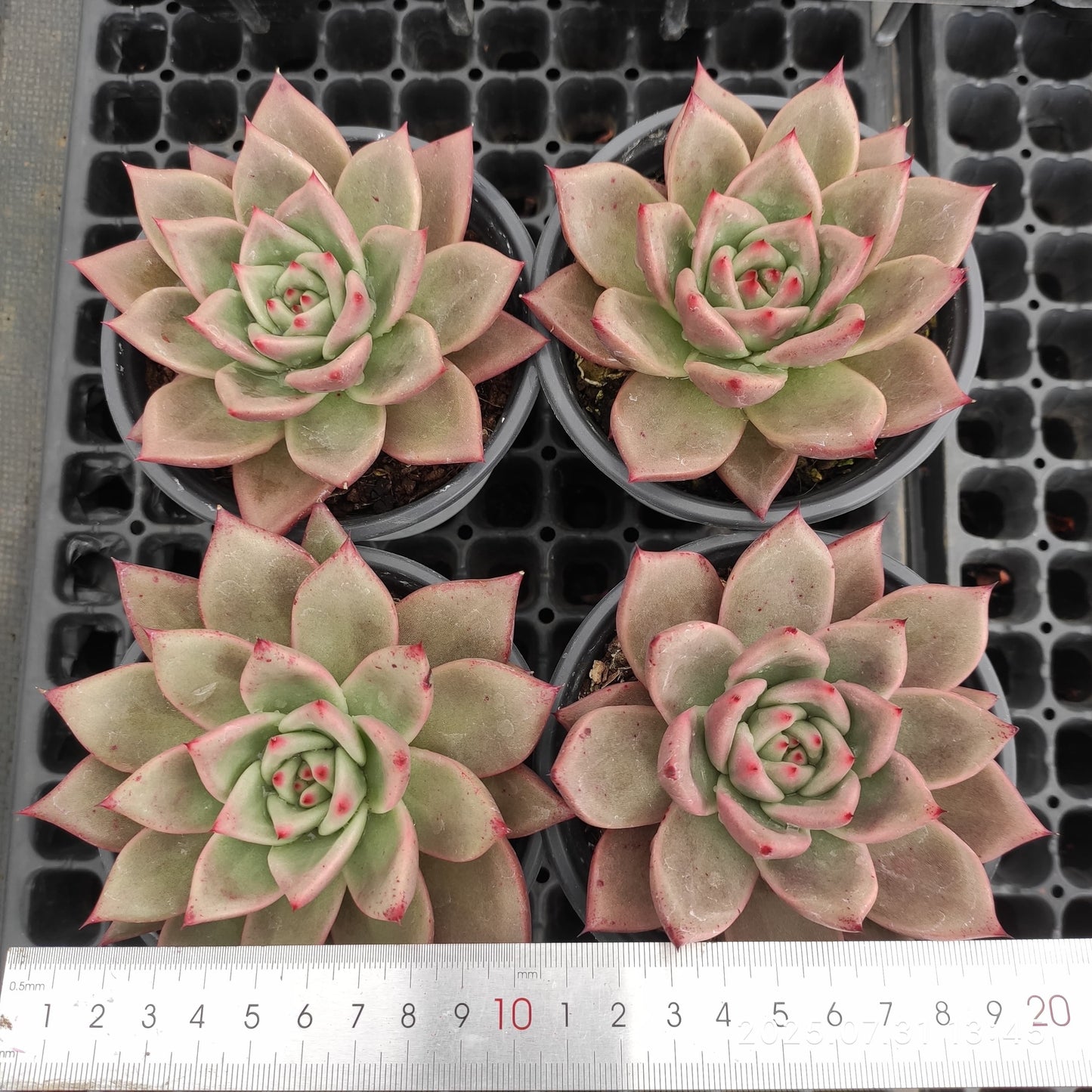 MMT859 オリンジ ローカー(11cm pot)