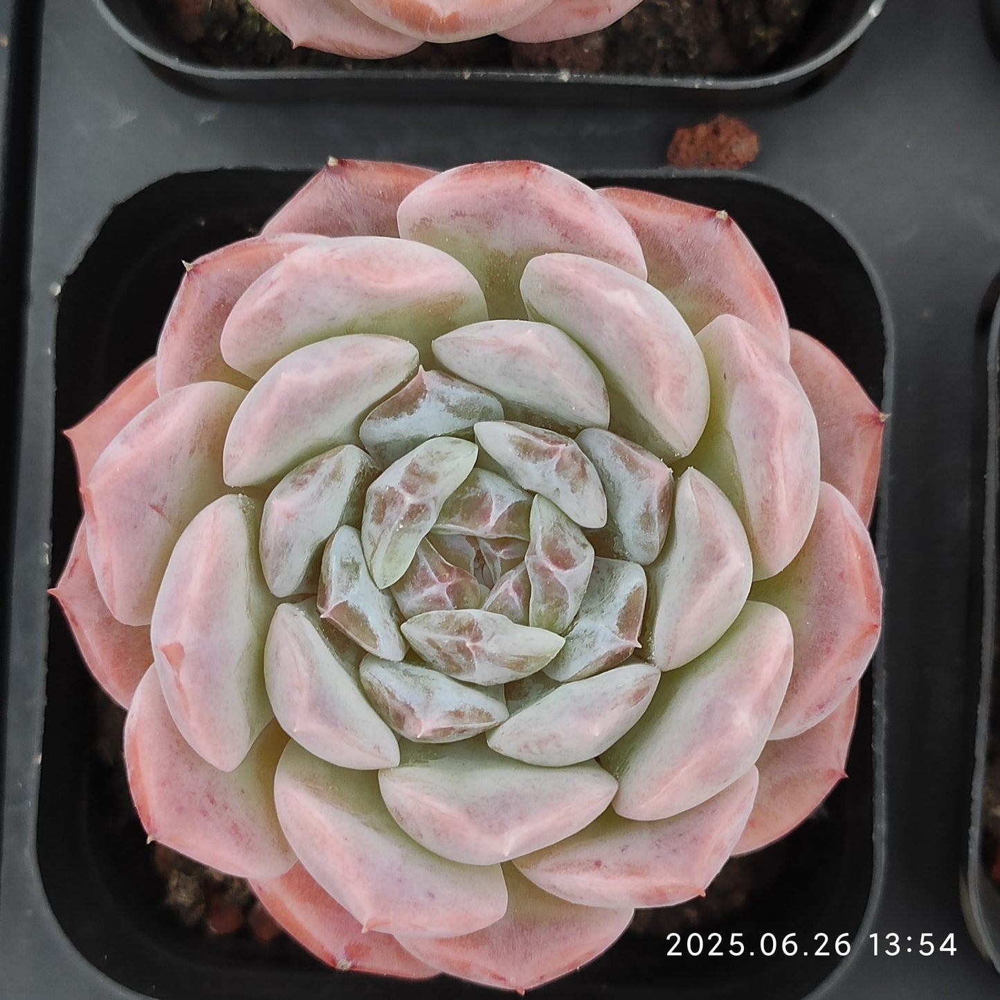LMM354 エリー クィーン x ヘレナー(6.5cm pot)
