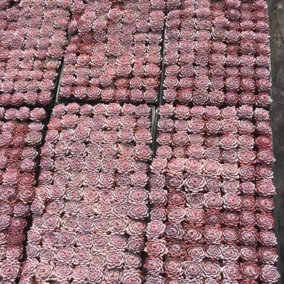 23378 アメイジンググレイス(3cm pot)(ポット苗)