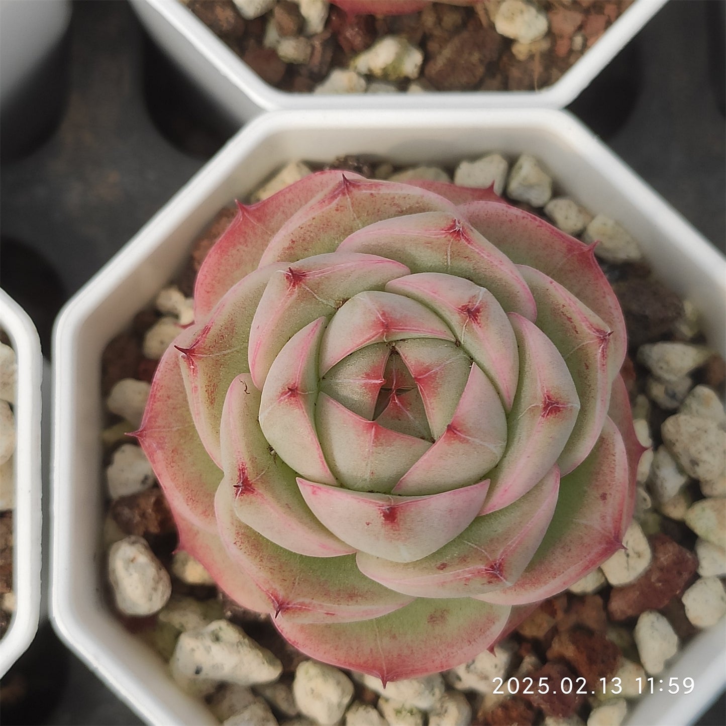 XQ941 クレバージェニー(7cm pot)
