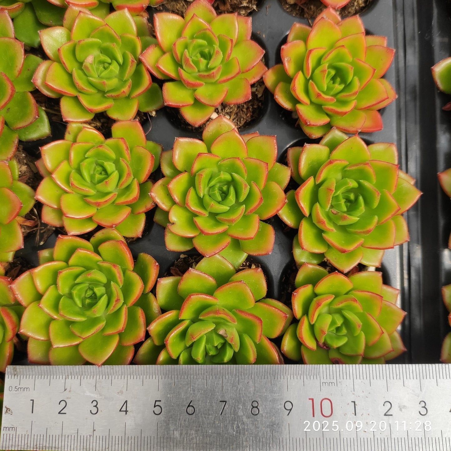 DQ051 レディジア(5cm pot)
