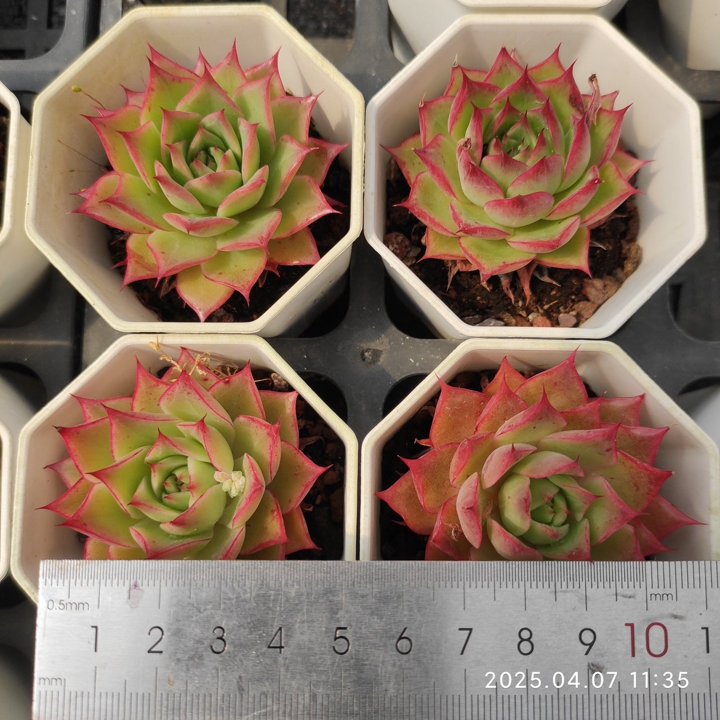 DQ128 レッドアイラッシュ(7cm pot)