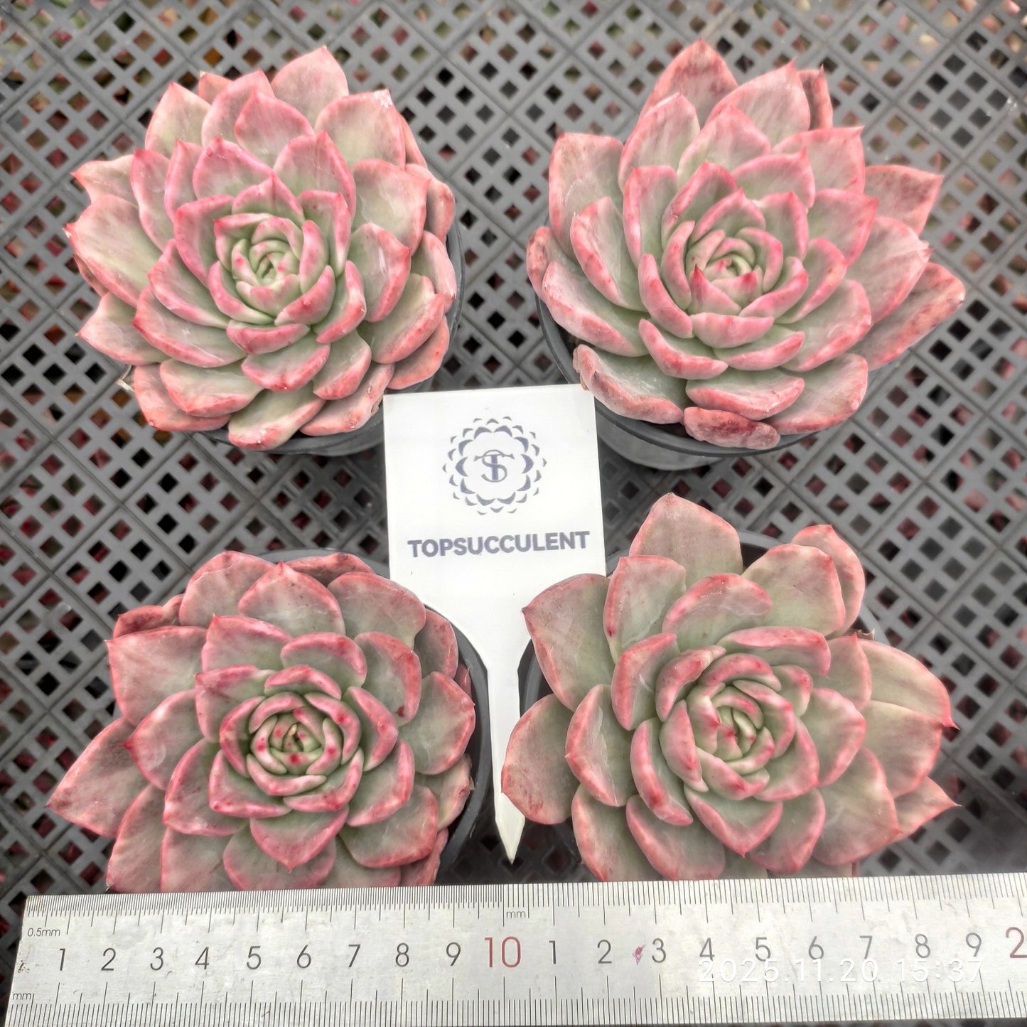 14470 フロリディティール錦(9cm pot)