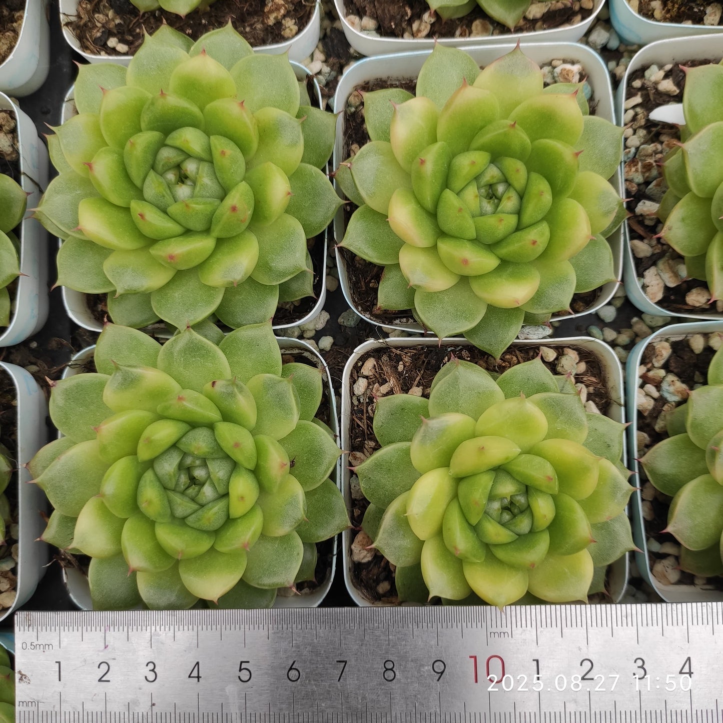 XQ1417 パインコーン ジェニーHyb(7cm pot)