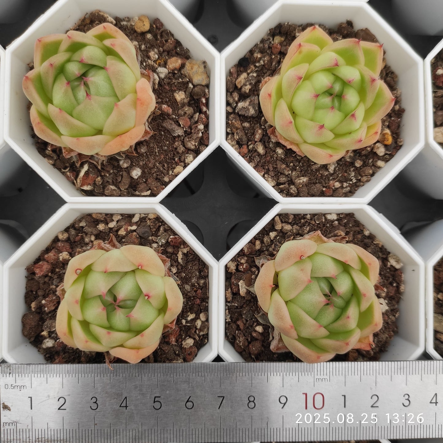 WWA349 マルガン(7cm pot)
