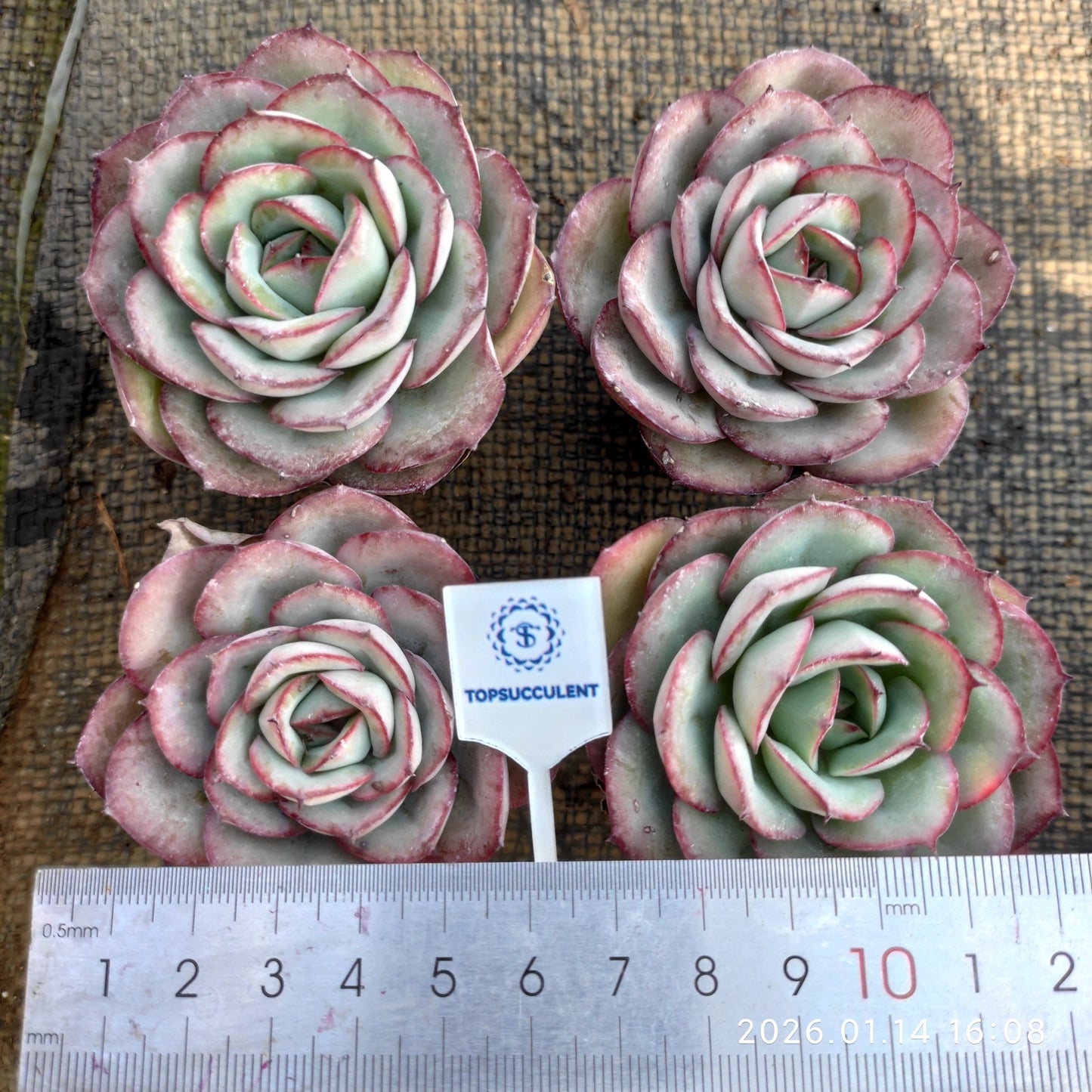 7084 モダンジェオン