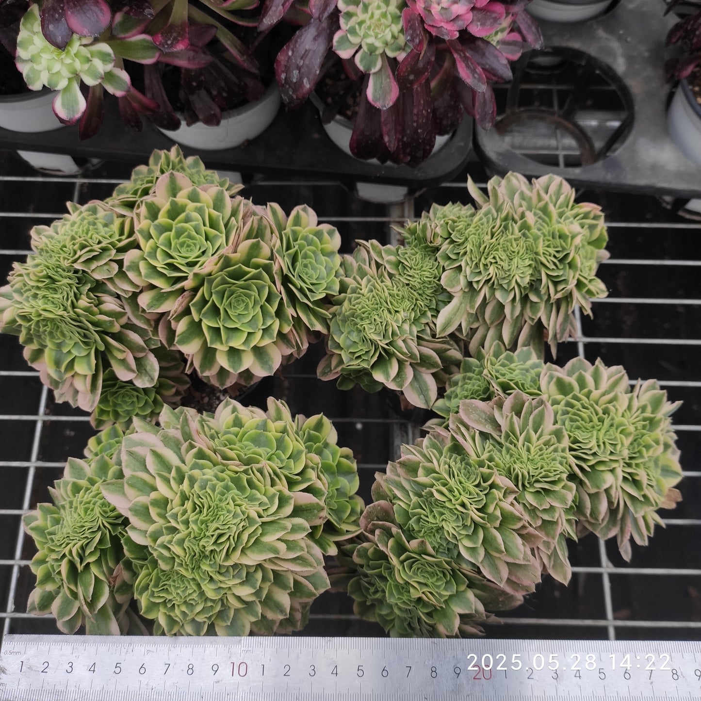 ON580 ゴールド ジェード 綴化(15cm pot)