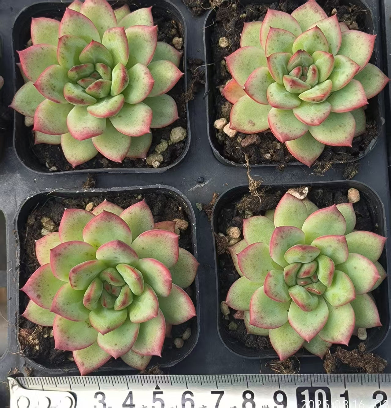LG798 リップバーム(6.5cm pot)