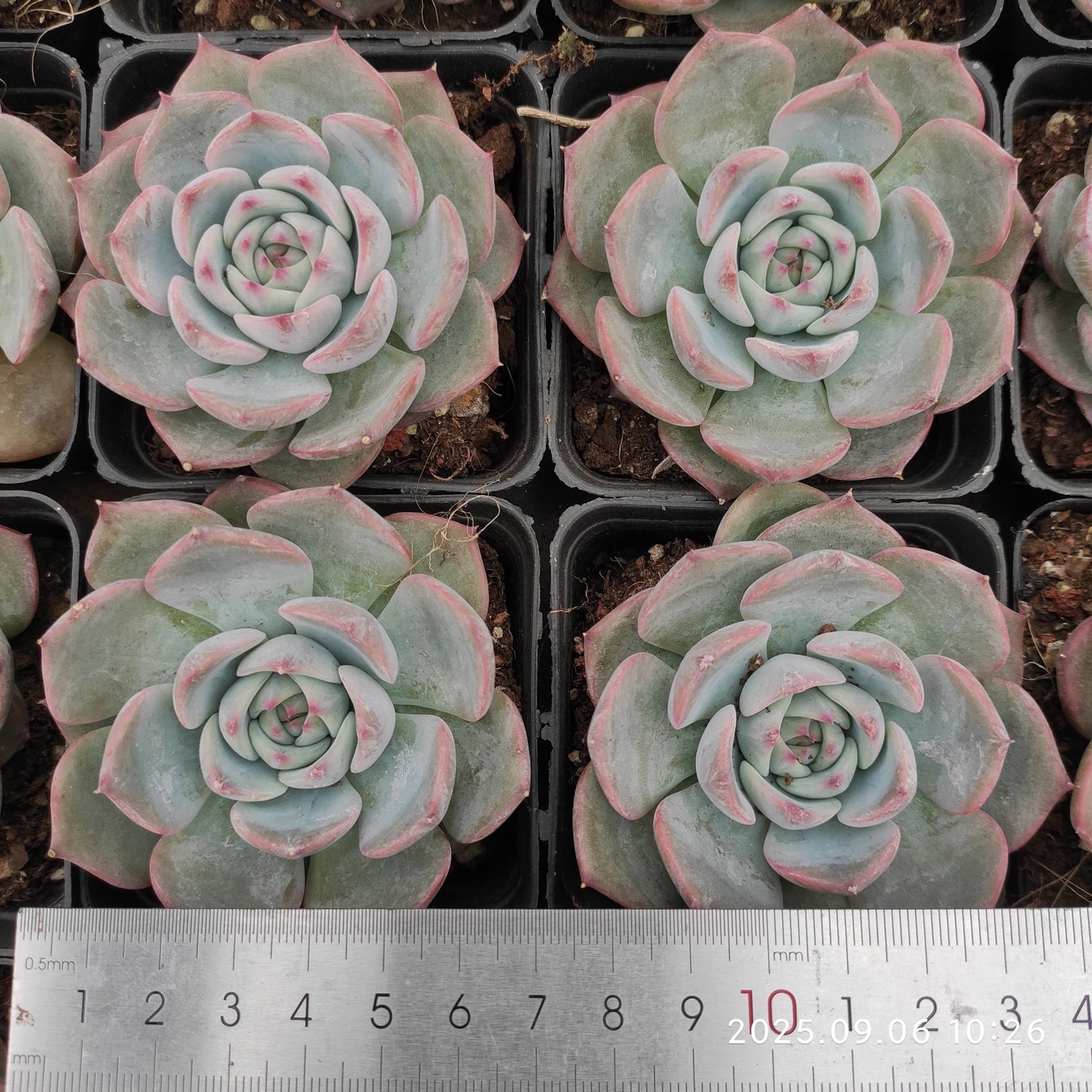 RC062 チワワエンシスHyb(7cm pot)