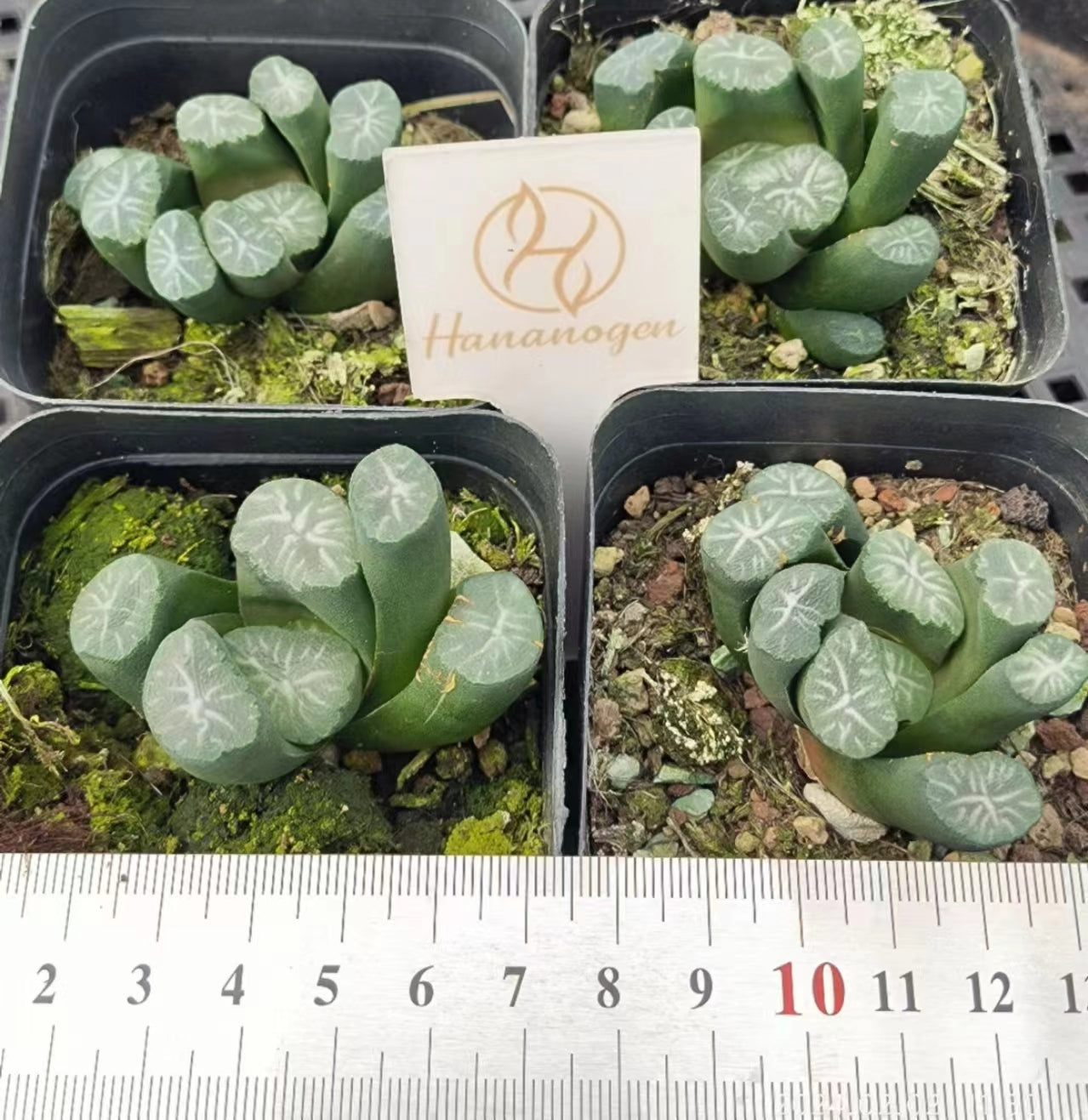 7367 花菱 ハナビシ