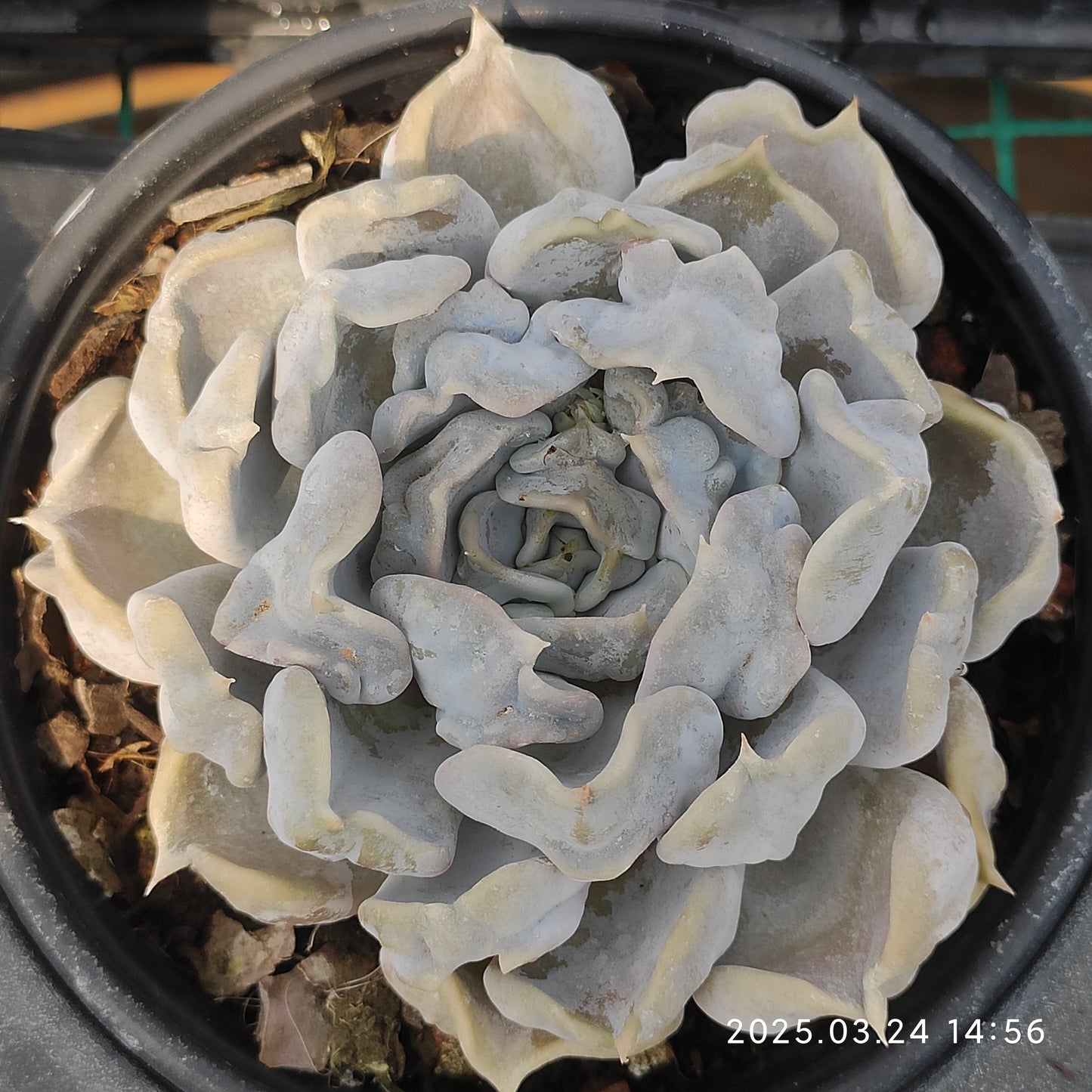 MMY900 スリラーパール(12cm pot)