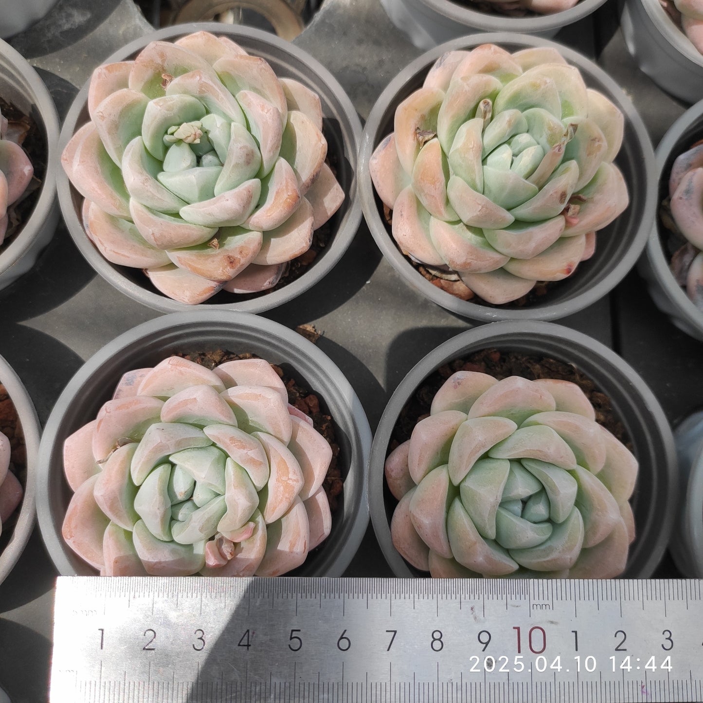 NGN548 アイスグリーン (9cm pot)