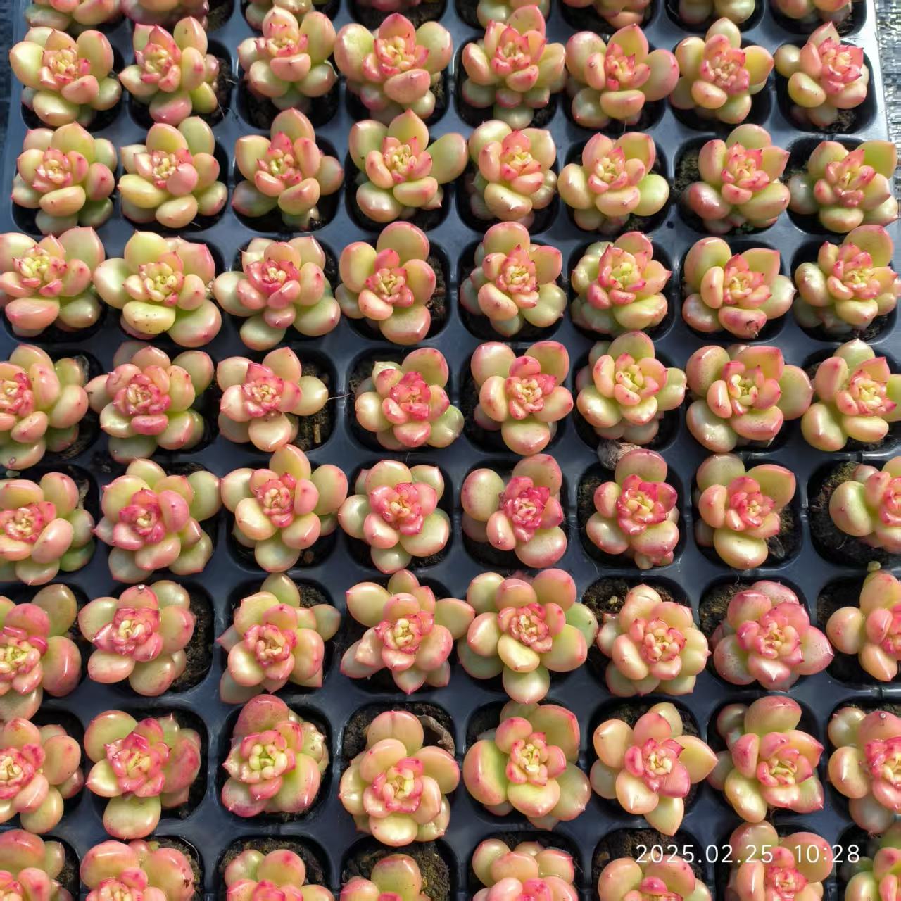XS977 アップルフラワー(3cm pot)