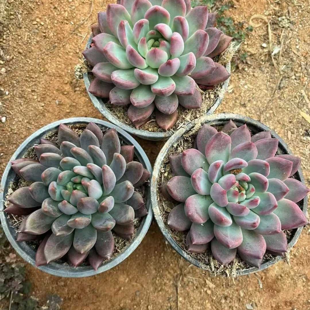 22549 コーン ポピーHyb(12cm pot)