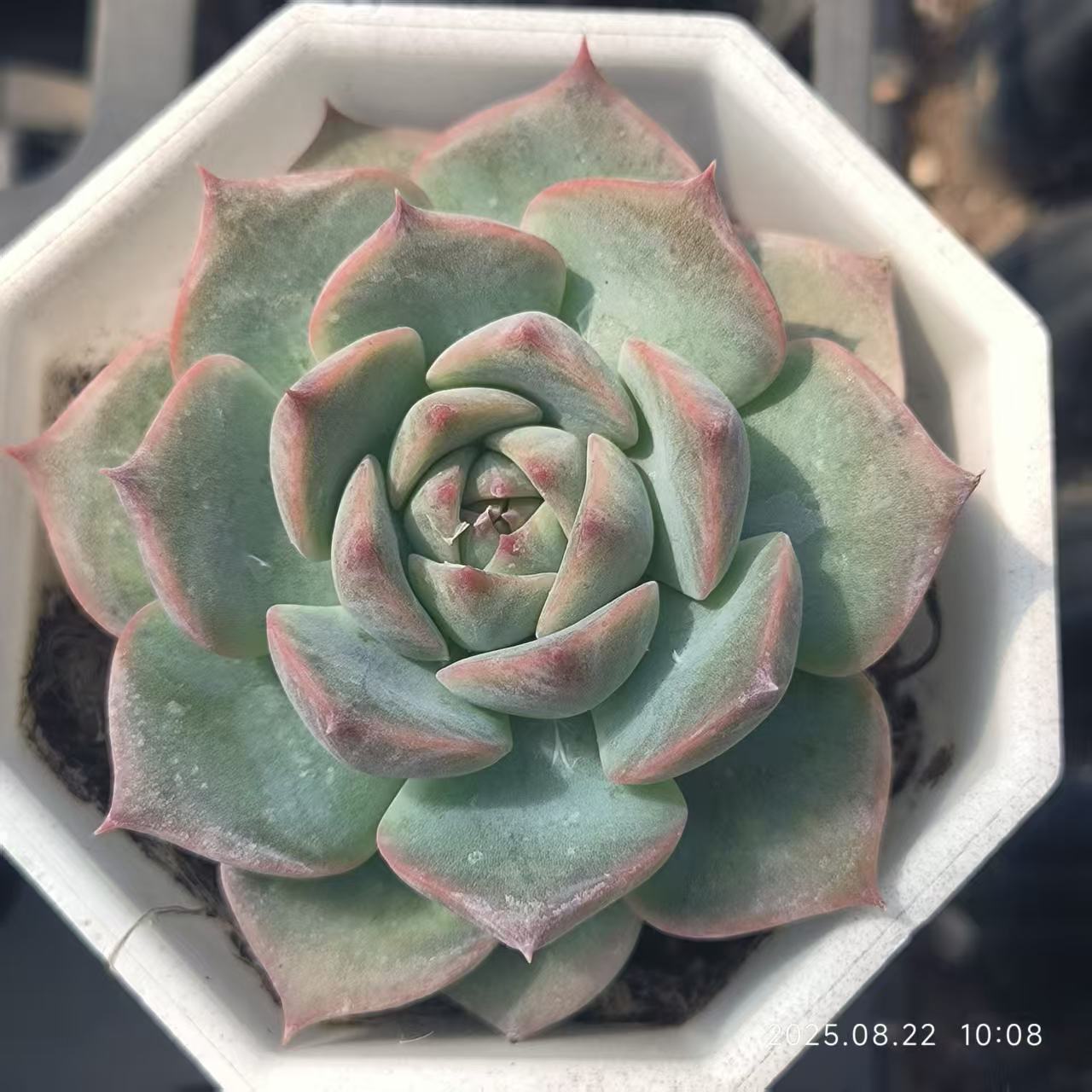 LYC101 かキャロライン(7 cm pot)