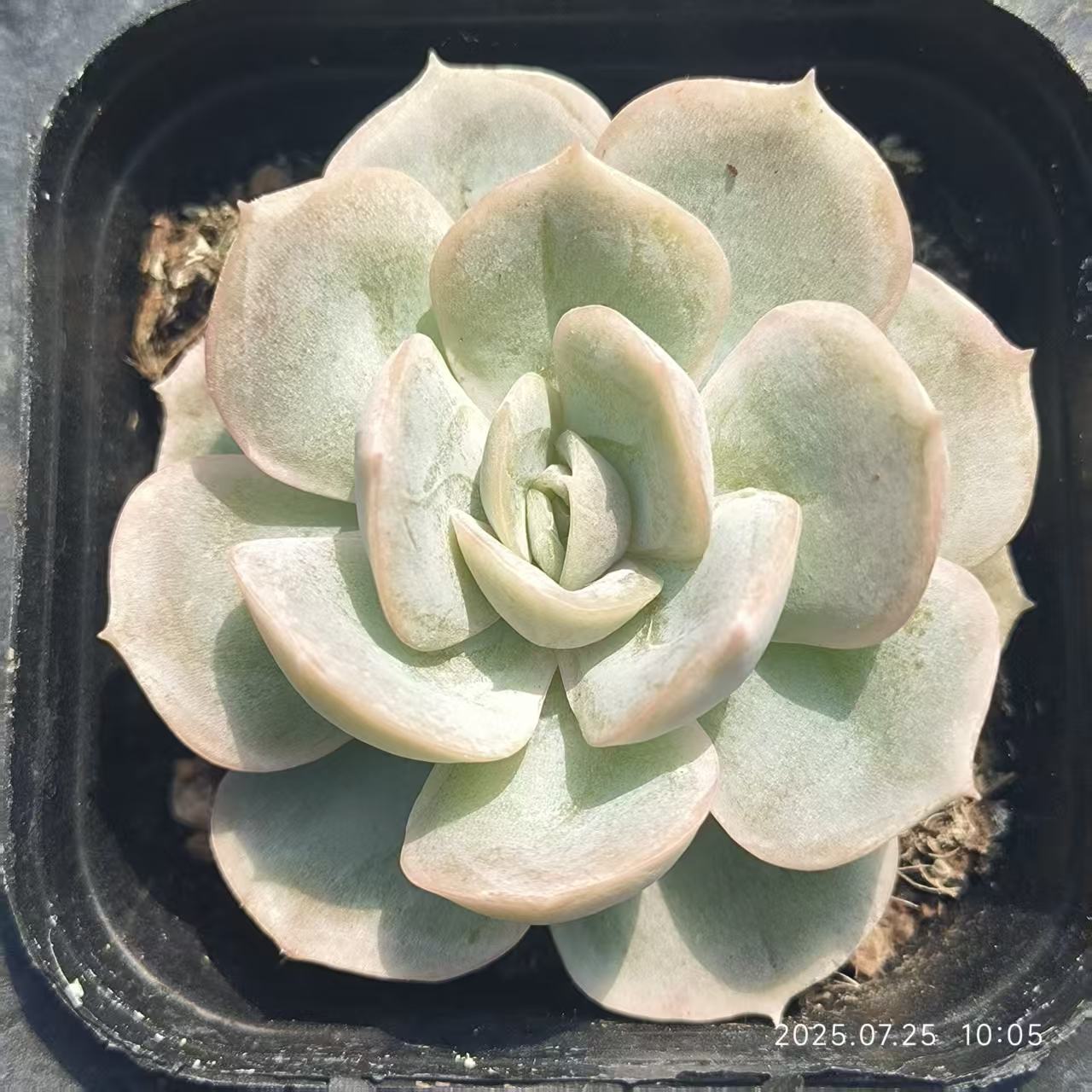 GR408 ブルーサプライズ(6.5cm pot)